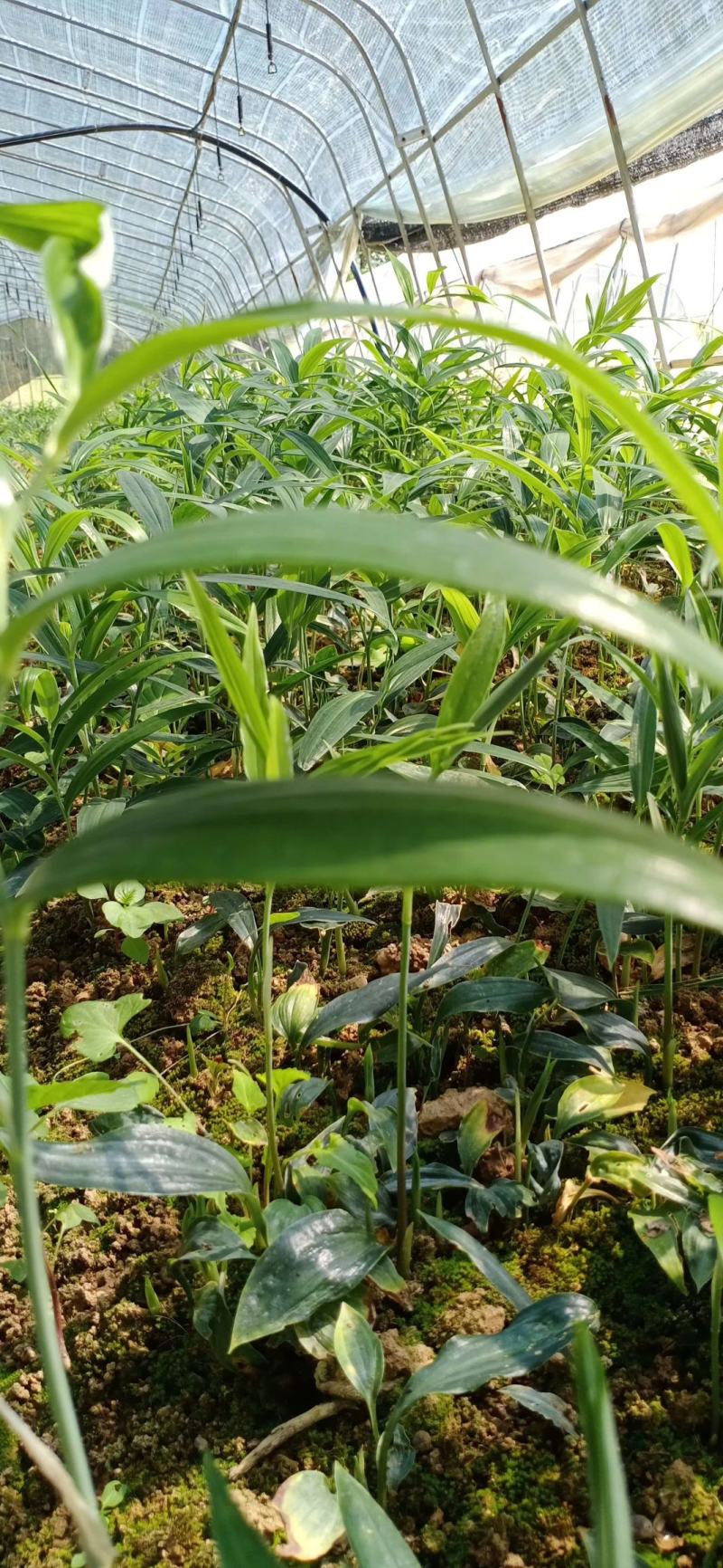 陕西秦岭地域黄精种苗，黄精苗，各类黄精种苗！