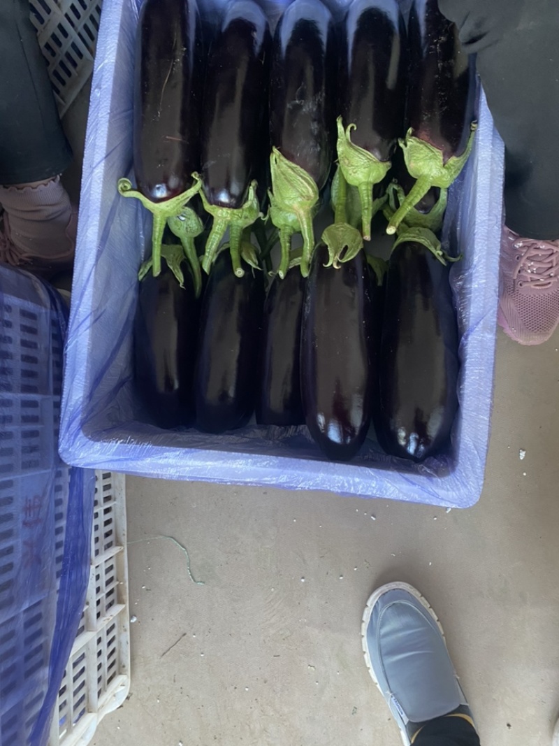 山东寿光｜765长茄｜烧烤茄｜产地直供｜