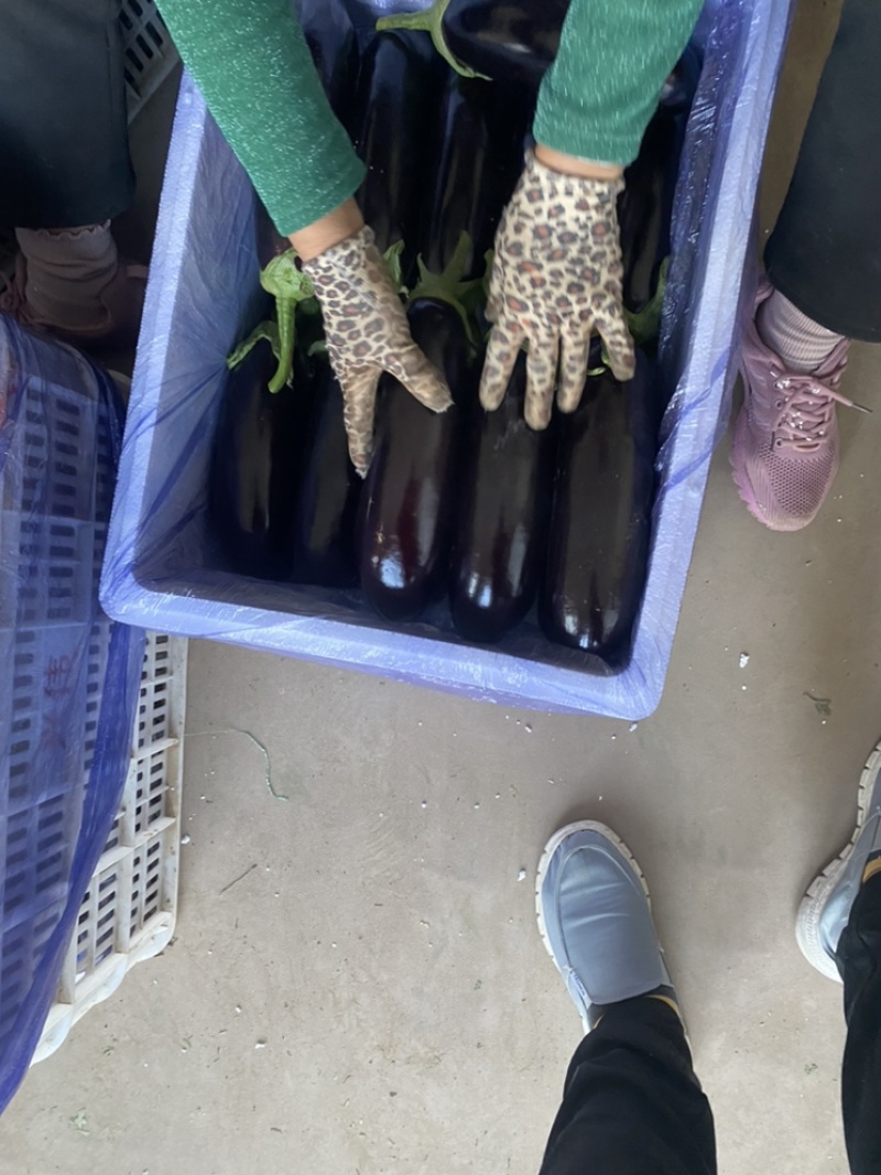 山东寿光｜765长茄｜烧烤茄｜产地直供｜