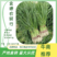 蒜苗，江苏徐州丰县精品红根蒜苗，可供水洗，毛货量大批发