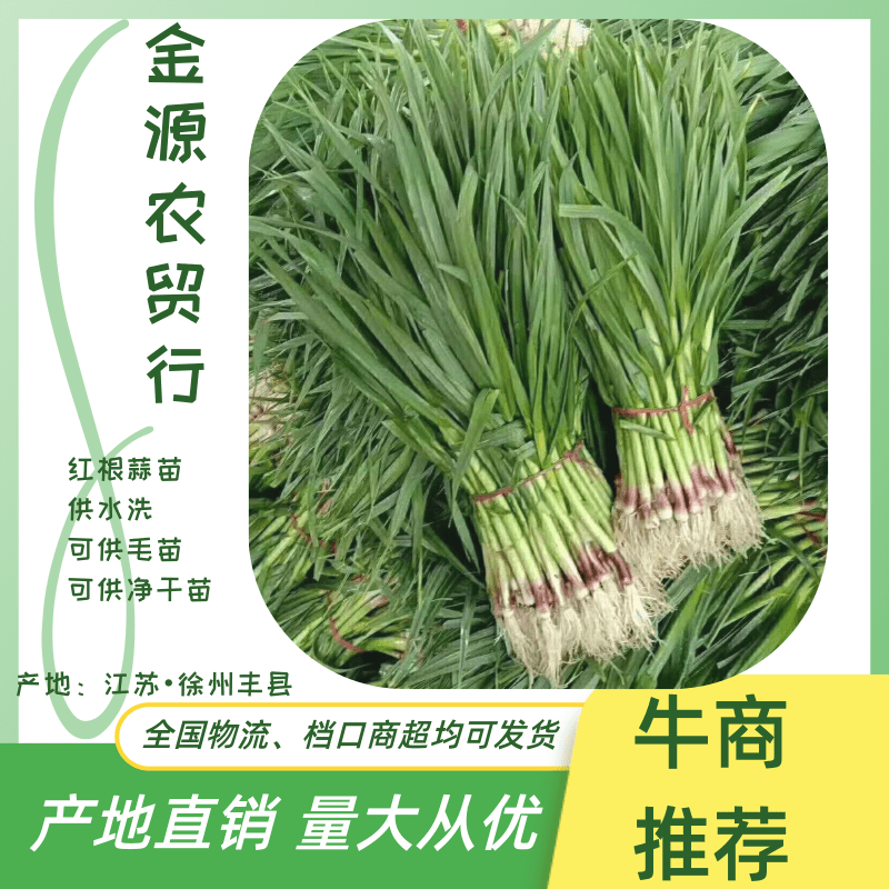 蒜苗，江苏徐州丰县精品红根蒜苗，可供水洗，毛货量大批发