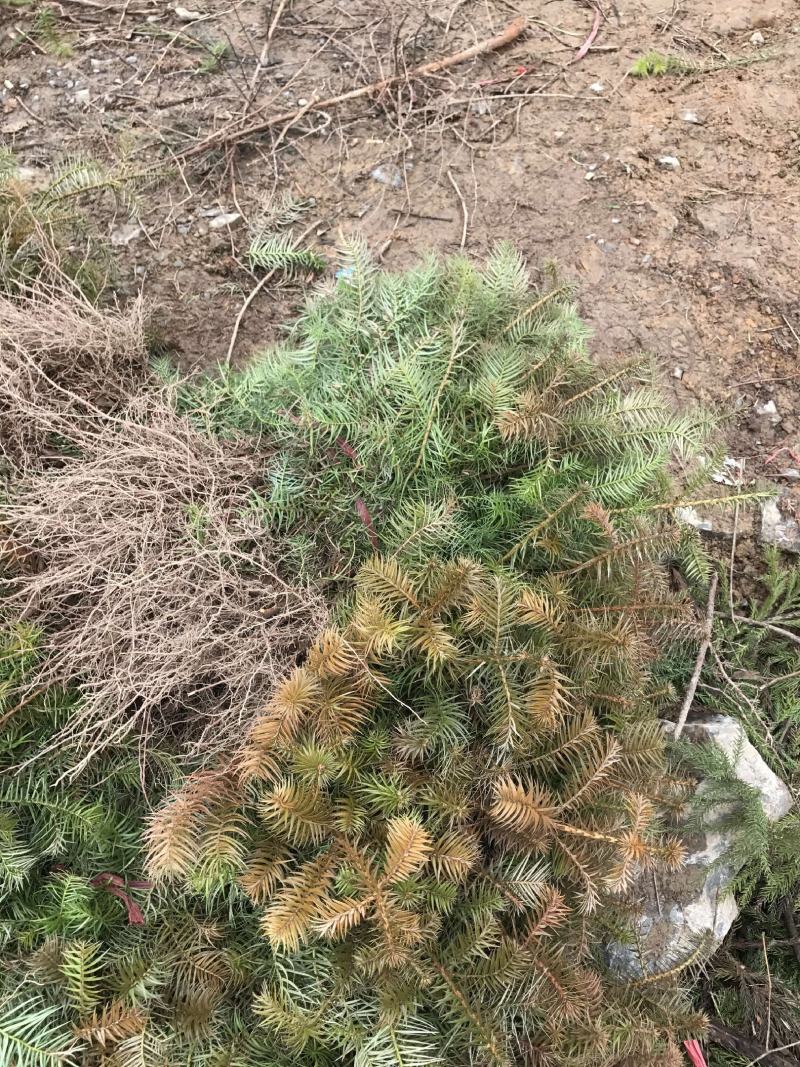 刺杉苗造林苗基地直发荒山造林苗杉树苗速生杉树苗刺杉苗