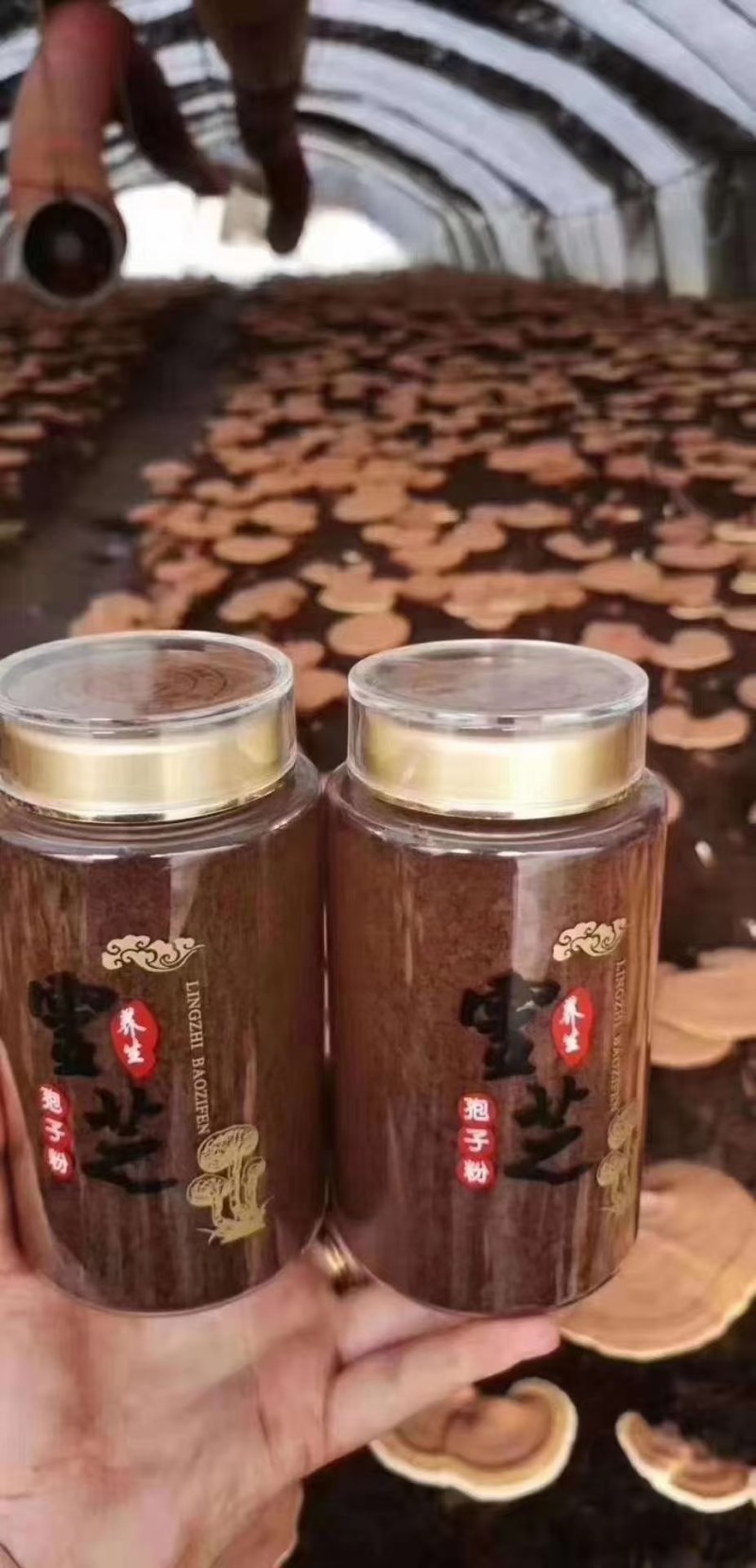 店长推荐包邮长白山灵芝孢子粉全国发货一件代发