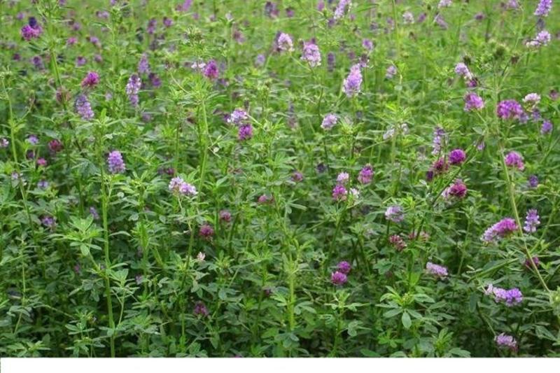 紫花苜蓿种子苜蓿草种子野生食用苜蓿菜牛羊鱼多年生牧草种子