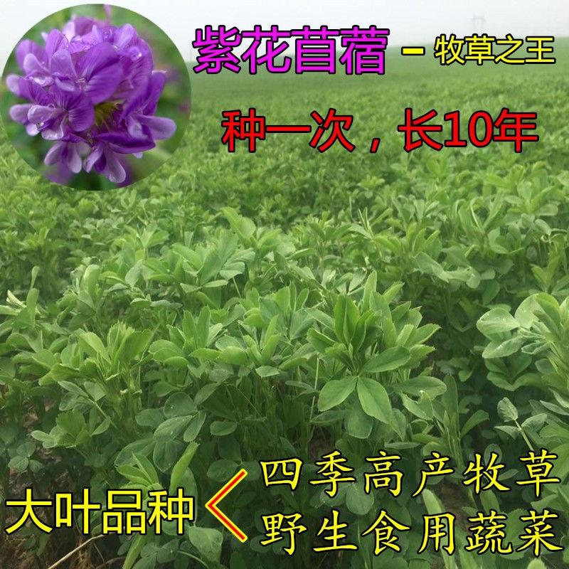 紫花苜蓿种子苜蓿草种子野生食用苜蓿菜牛羊鱼多年生牧草种子