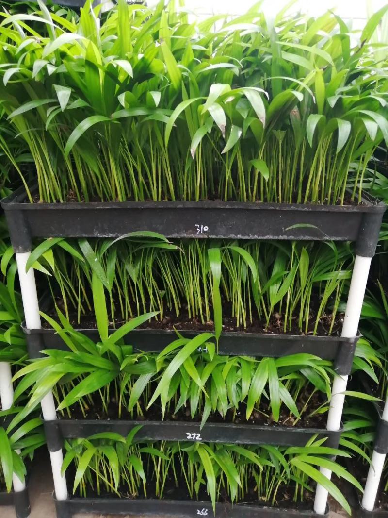 散尾葵种苗四季常青观叶植物净化空气耐阴性强