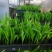 散尾葵种苗四季常青观叶植物净化空气耐阴性强