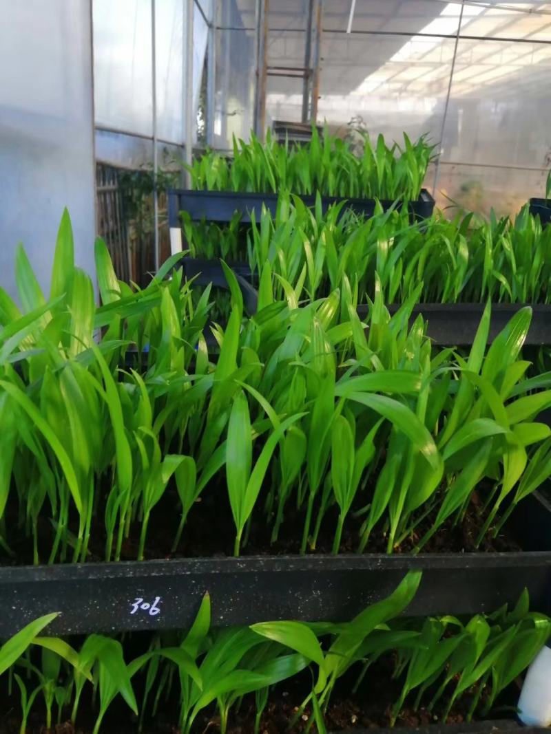 散尾葵种苗四季常青观叶植物净化空气耐阴性强