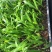 散尾葵种苗四季常青观叶植物净化空气耐阴性强