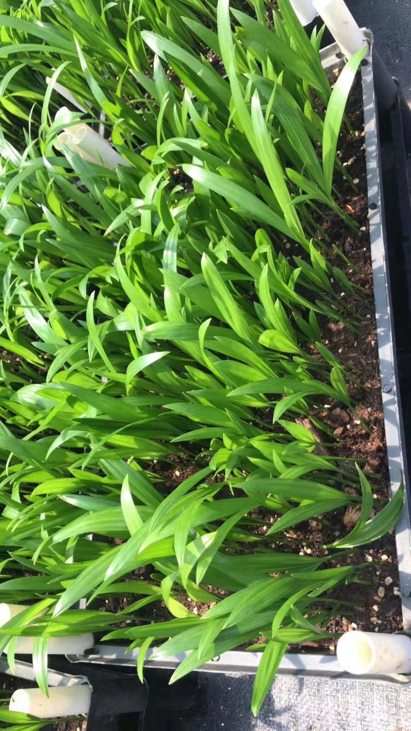 散尾葵种苗四季常青观叶植物净化空气耐阴性强