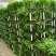 散尾葵种苗四季常青观叶植物净化空气耐阴性强