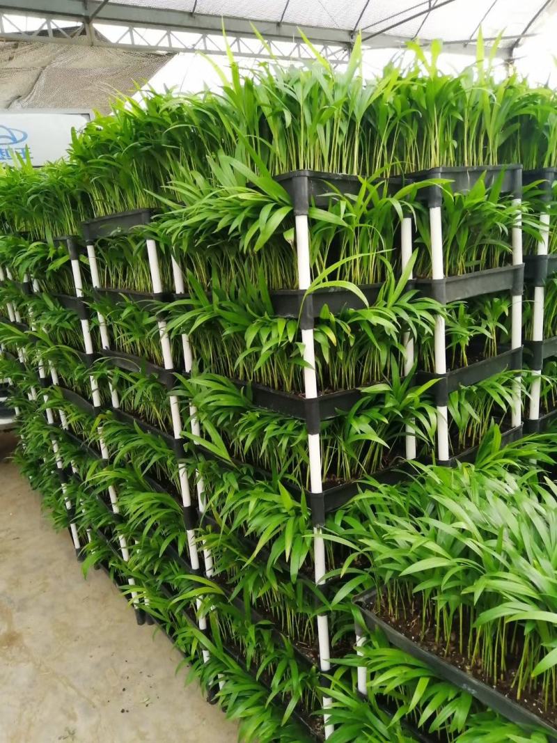 散尾葵种苗四季常青观叶植物净化空气耐阴性强
