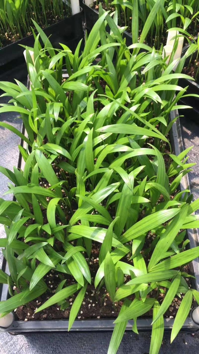 散尾葵种苗四季常青观叶植物净化空气耐阴性强