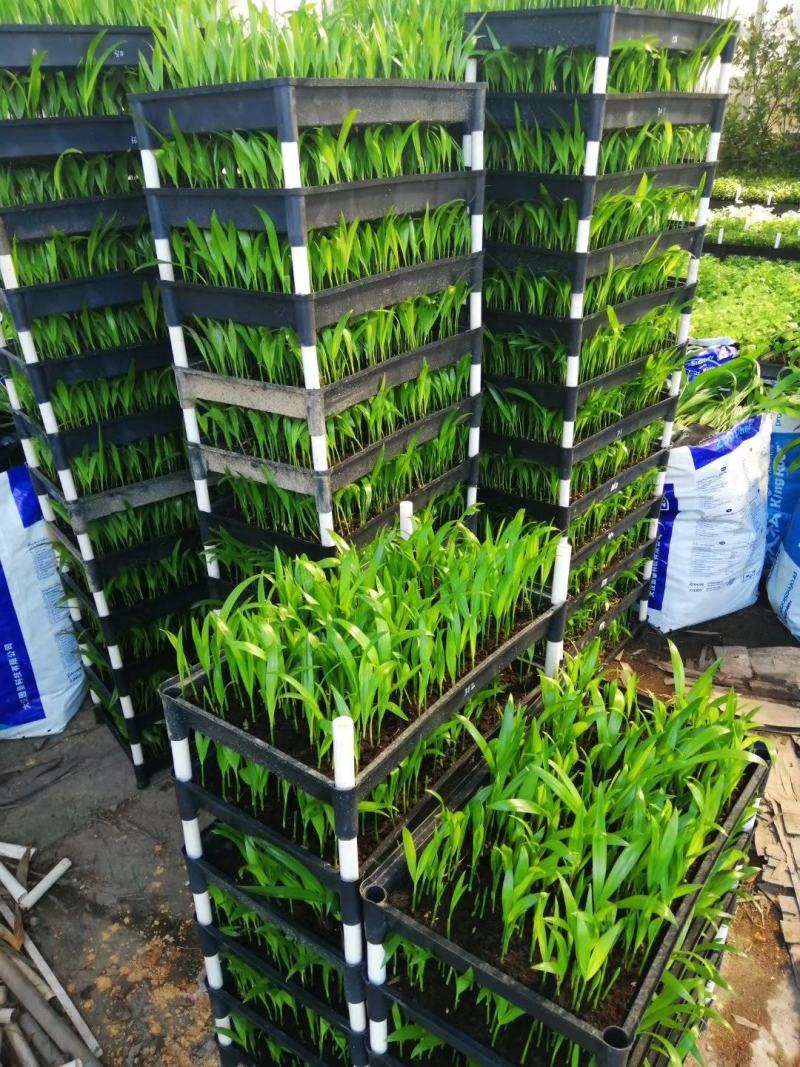 散尾葵种苗四季常青观叶植物净化空气耐阴性强