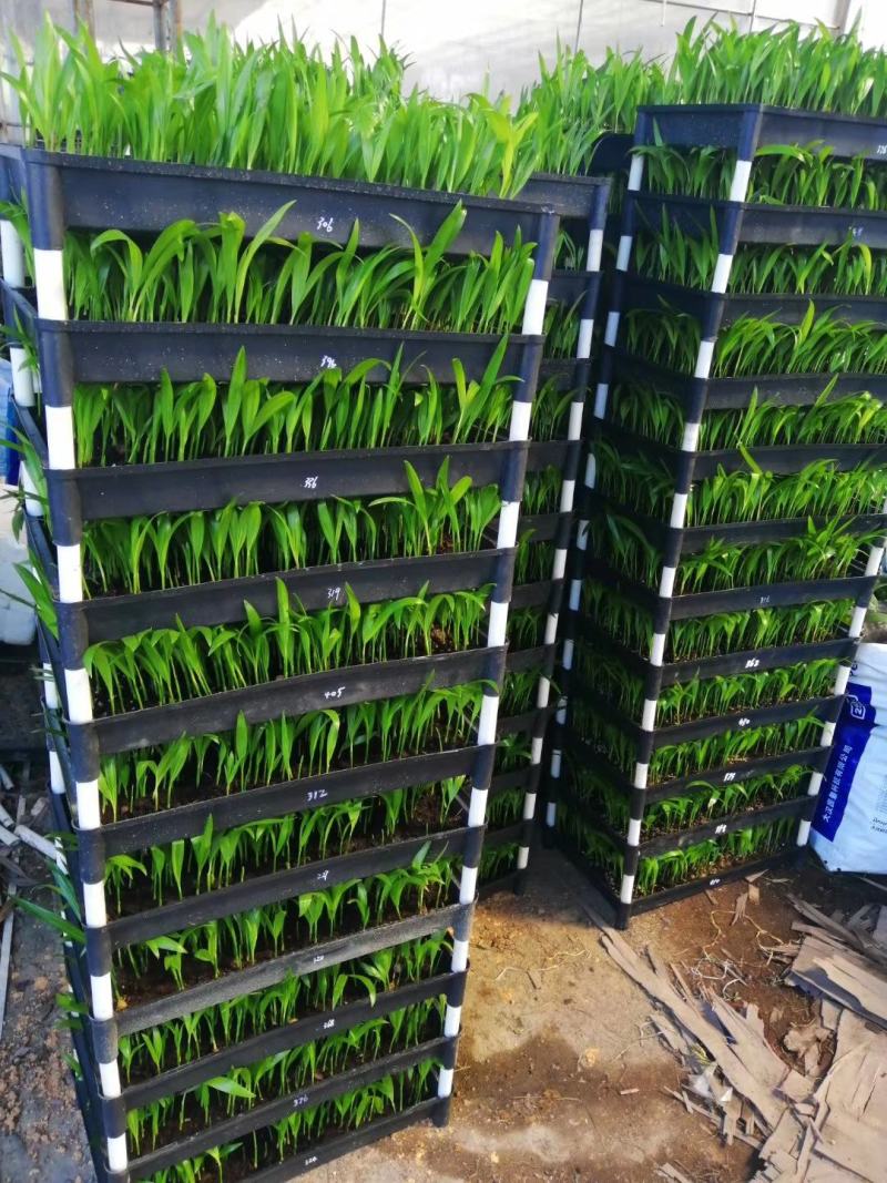 散尾葵种苗四季常青观叶植物净化空气耐阴性强