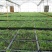 散尾葵种苗四季常青观叶植物净化空气耐阴性强