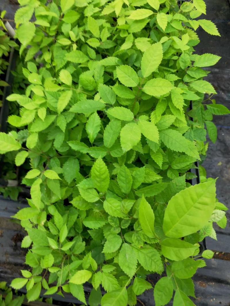 紫花风铃木种苗多花风铃木小苗园林绿化开花植物