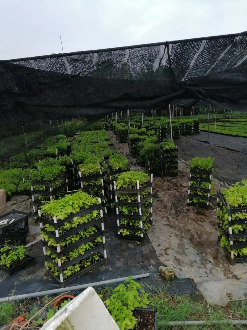 紫花风铃木种苗多花风铃木小苗园林绿化开花植物