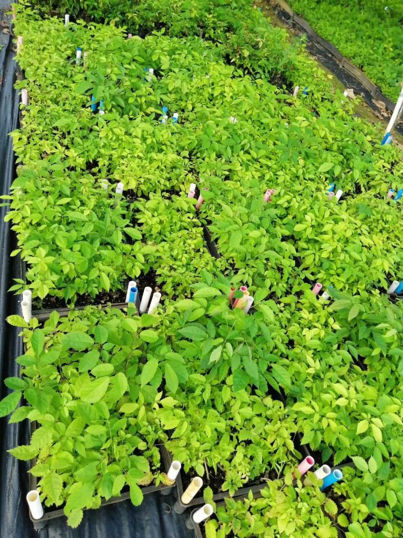 紫花风铃木种苗多花风铃木小苗园林绿化开花植物