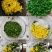 南宫特产黄韭盆景盆栽韭菜根苗室内阳台庭院一年四季种植礼品