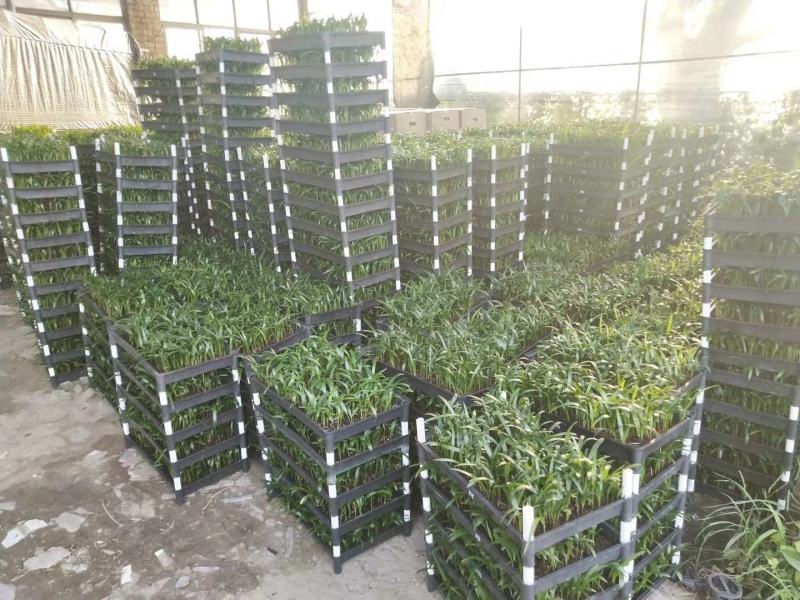 大叶棕竹苗室内观叶植物四季常青净化空气