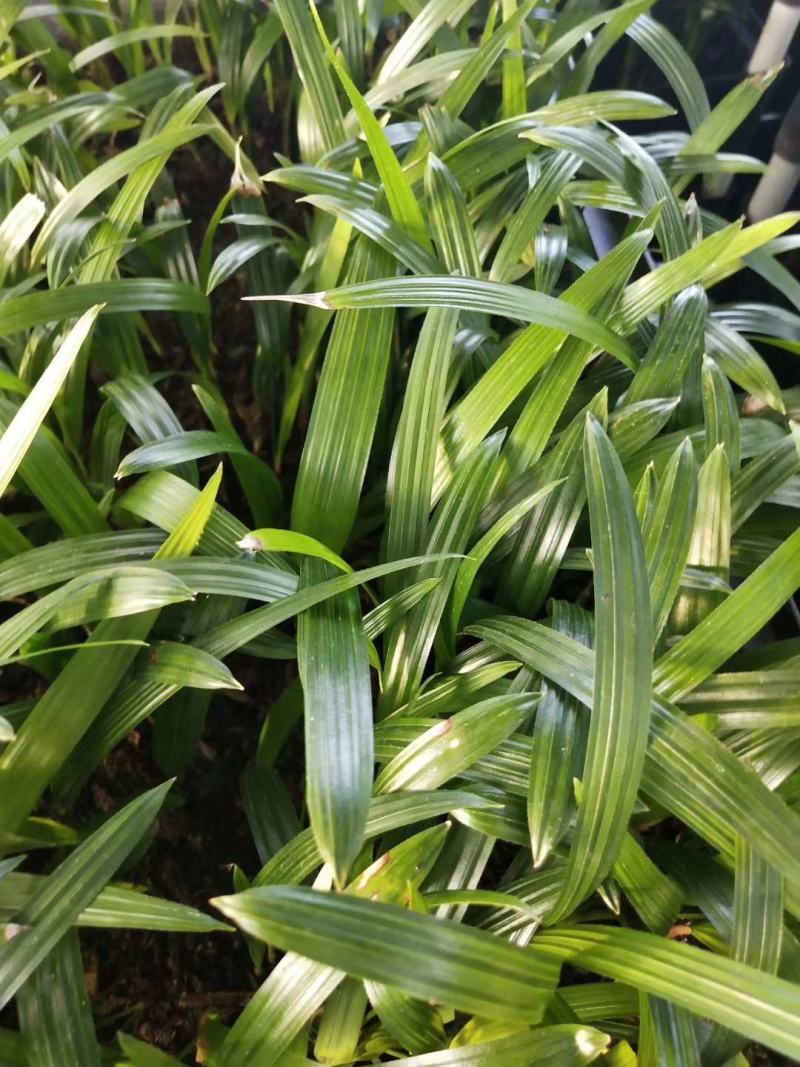 大叶棕竹苗室内观叶植物四季常青净化空气