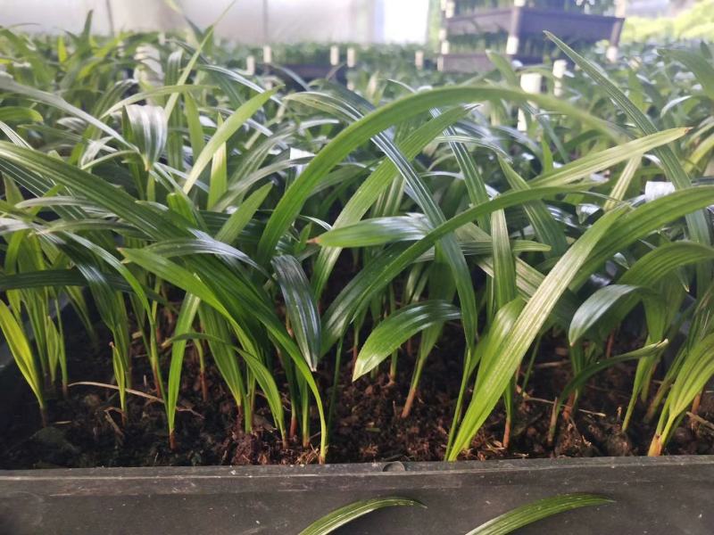 大叶棕竹苗室内观叶植物四季常青净化空气