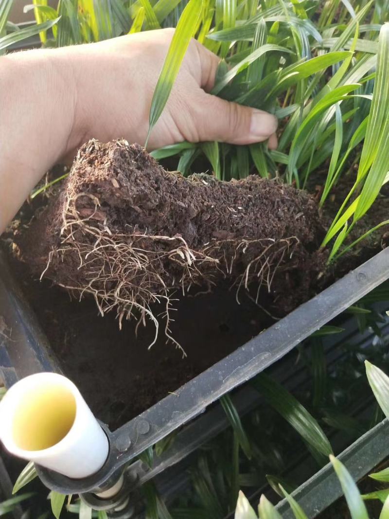 大叶棕竹苗室内观叶植物四季常青净化空气