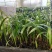 大叶棕竹苗室内观叶植物四季常青净化空气