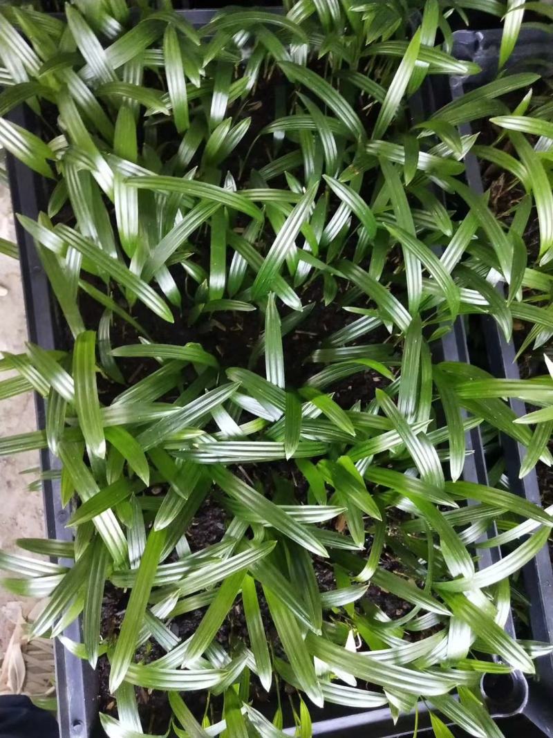 大叶棕竹苗室内观叶植物四季常青净化空气