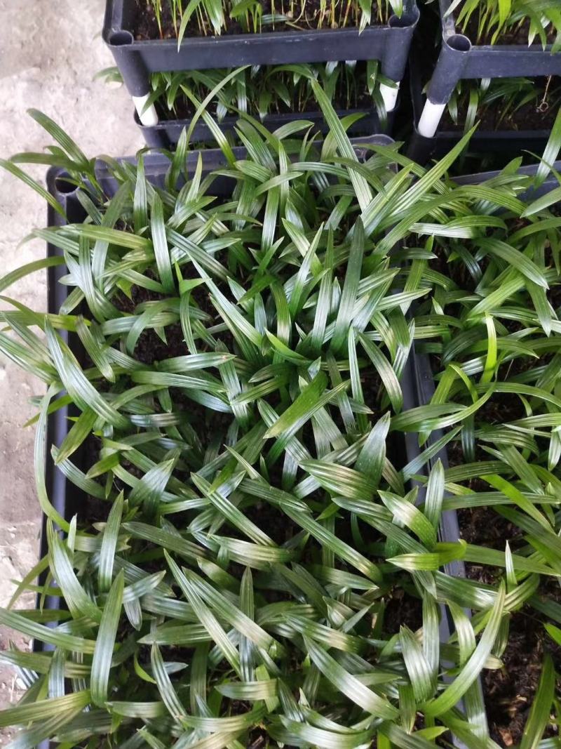 大叶棕竹苗室内观叶植物四季常青净化空气