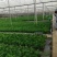 大叶棕竹苗室内观叶植物四季常青净化空气