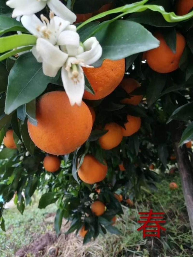 【特价甩卖】长叶香橙苗（杯苗）高产高成活率支持技术指导