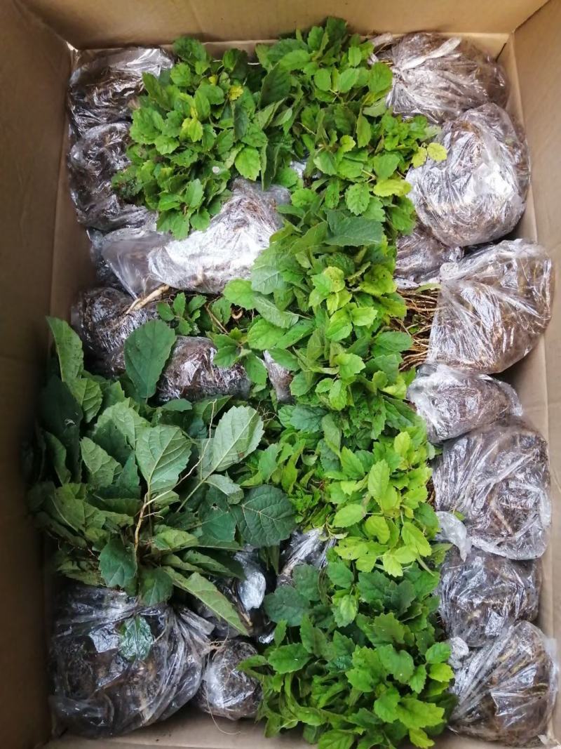 黄花风铃木苗多花风铃木园林绿化树花色艳丽生长快