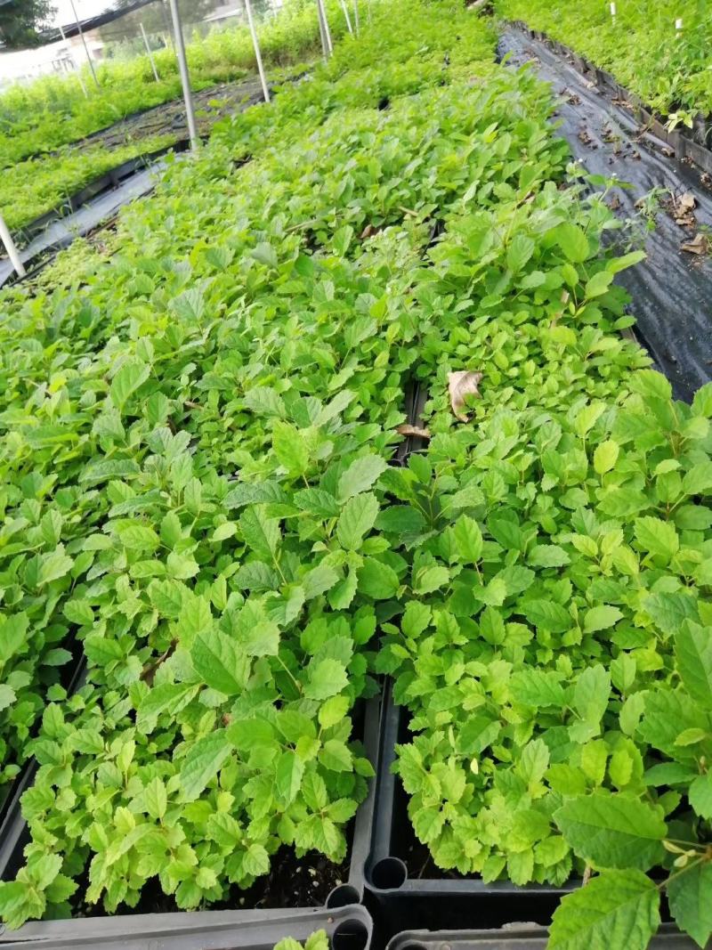 黄花风铃木苗多花风铃木园林绿化树花色艳丽生长快