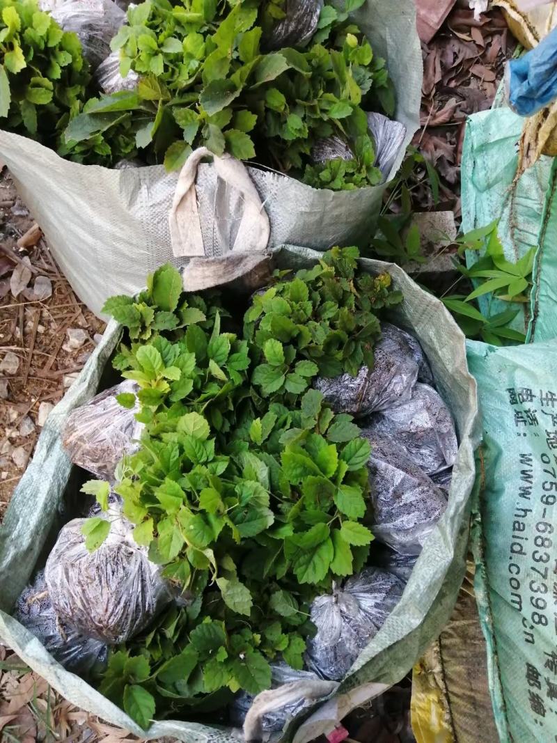 黄花风铃木苗多花风铃木园林绿化树花色艳丽生长快