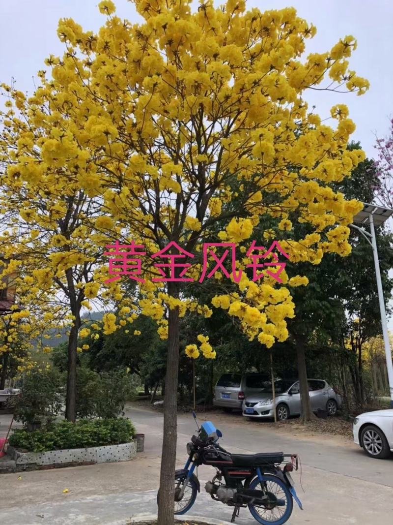 黄花风铃木苗多花风铃木园林绿化树花色艳丽生长快