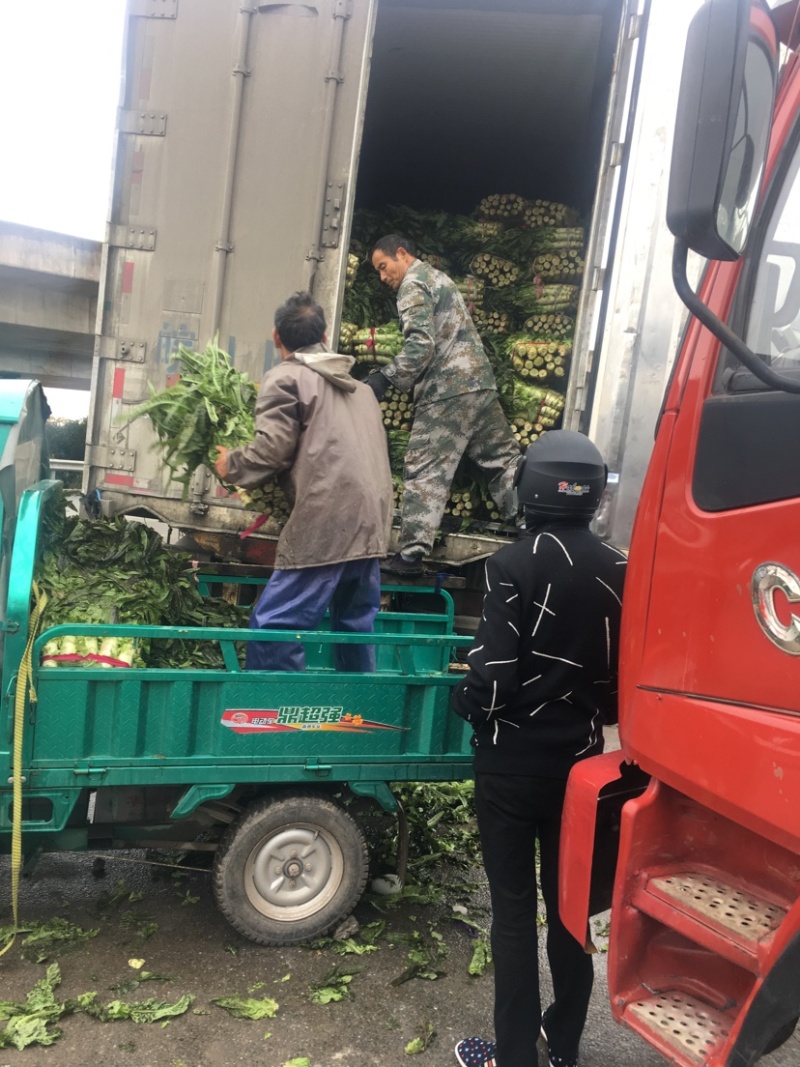 红叶莴笋。干货，新鲜坎。代办，刚刚上市。大颗又白。果绿