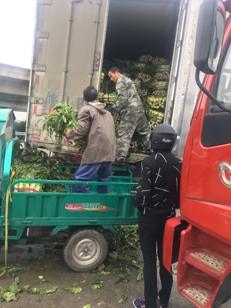 红叶莴笋。干货，新鲜坎。代办，刚刚上市。大颗又白。果绿