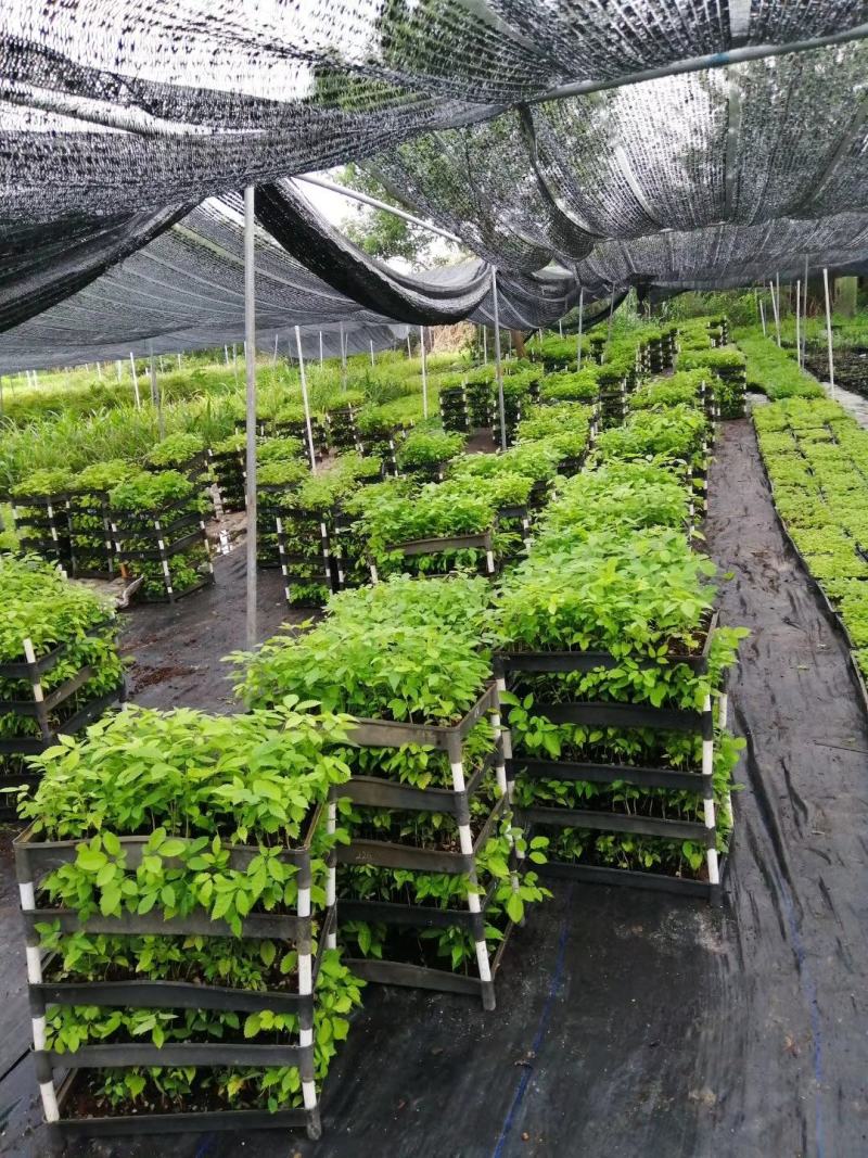 黄花风铃木苗多花风铃木园林绿化树花色艳丽生长快