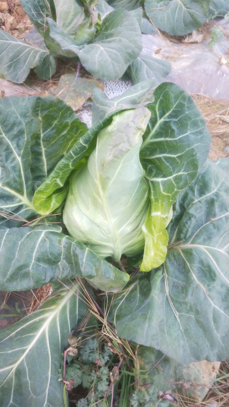 高山冷凉牛心甘蓝菜现货