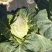 高山冷凉牛心甘蓝菜现货