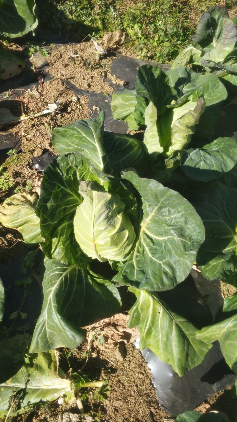 高山冷凉牛心甘蓝菜现货