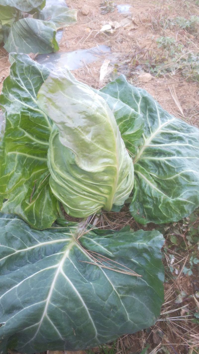 高山冷凉牛心甘蓝菜现货