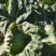 高山冷凉牛心甘蓝菜现货