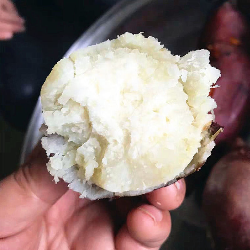 【香糯粉面】新鲜现挖白心红薯地瓜山芋农家沙地板栗番薯2/