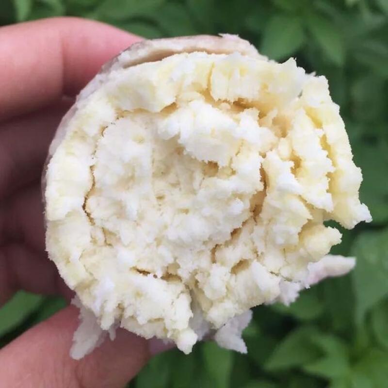 【香糯粉面】新鲜现挖白心红薯地瓜山芋农家沙地板栗番薯2/