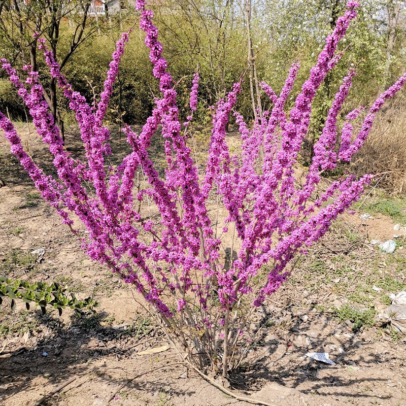 紫荆花树，四季满条红南方庭院地栽乔木丛生紫荆花，巨紫荆树