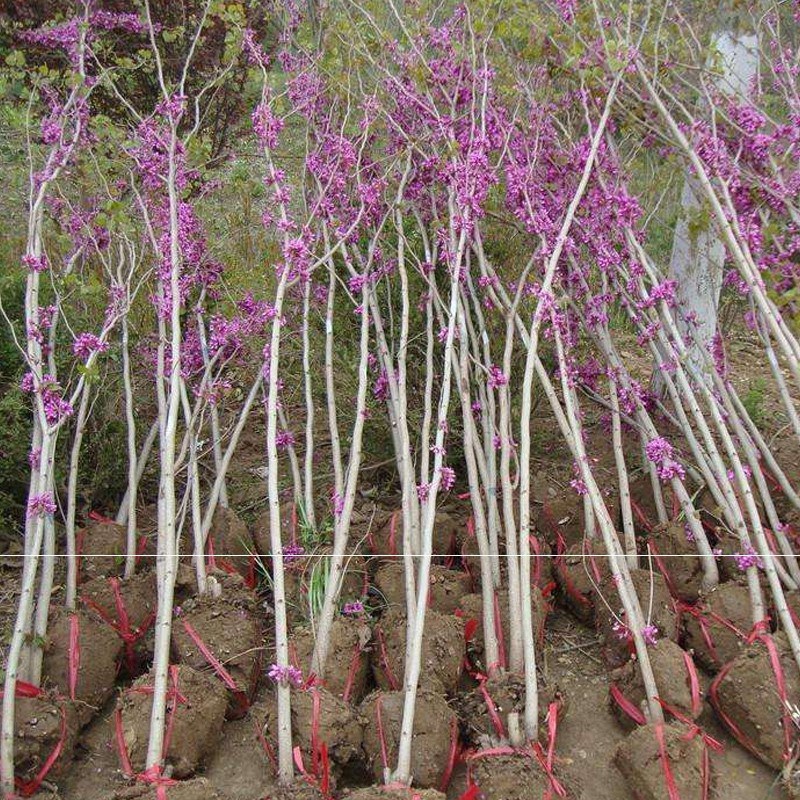 紫荆花树，四季满条红南方庭院地栽乔木丛生紫荆花，巨紫荆树