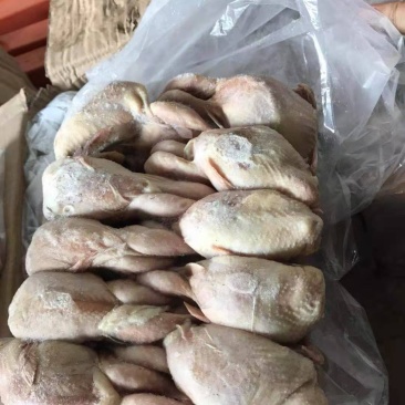 放血大鹌鹑这个货特别合适低于市场价